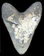 Bargain, Megalodon Tooth - North Carolina #47615-2